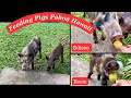 Breakfast time for feral pigs in pahoa big island hawaii