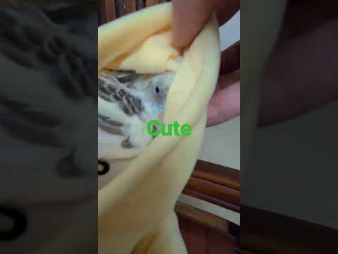 Video có chú chim non nho nhỏ... - youtube