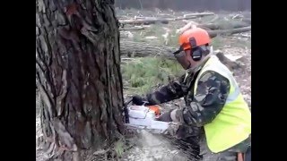 Валка леса,как правильно валить лес Скандинавским методом