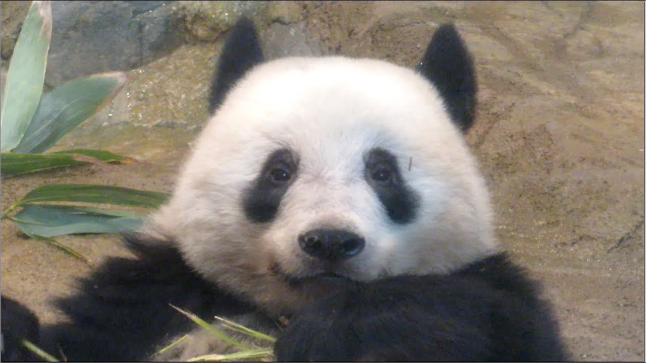 かわいいお顔で大好物を食べるシャンシャン 19 01 31 前半 Abc Panda Movies Youtube