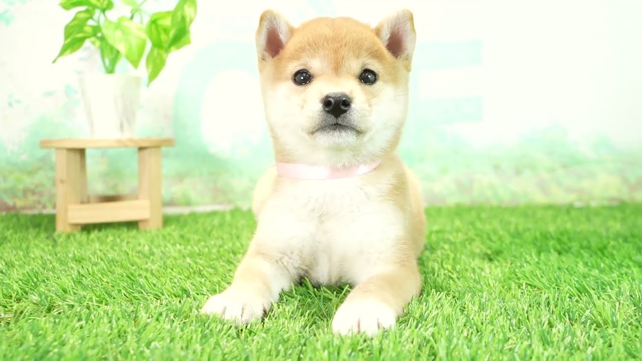 ペットショップcoo&riku No.00736994 豆柴 - YouTube