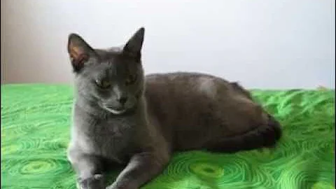 Video 11491361: chartreux cat, cat mother baby