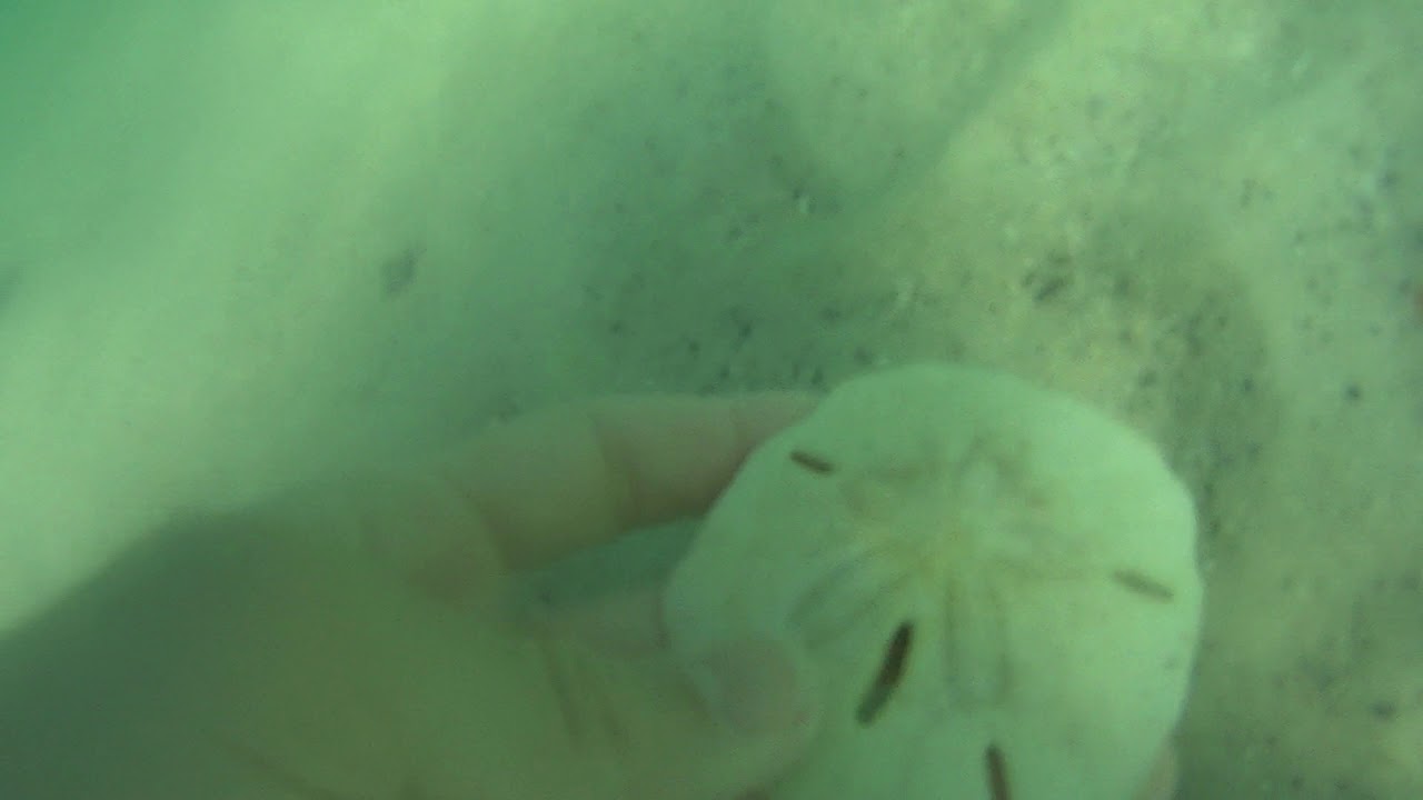Finding Sand Dollars In Florida YouTube finding-sand-dollars-in-florida-youtube