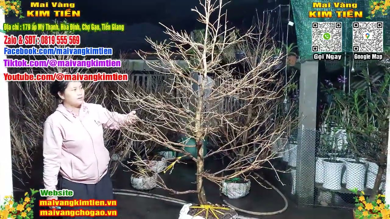 Mai Vàng Nhiều Nụ Đón Tết Bao Ship Toàn Quốc - Mai Vàng Kim Tiền Chợ Gạo