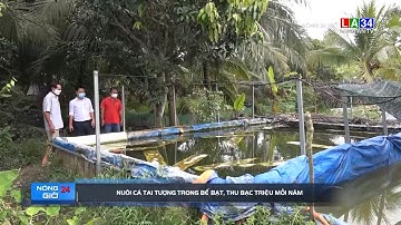 Nuôi cá tai tượng trong bể bạt, thu bạc triệu mỗi năm | LONG AN TV