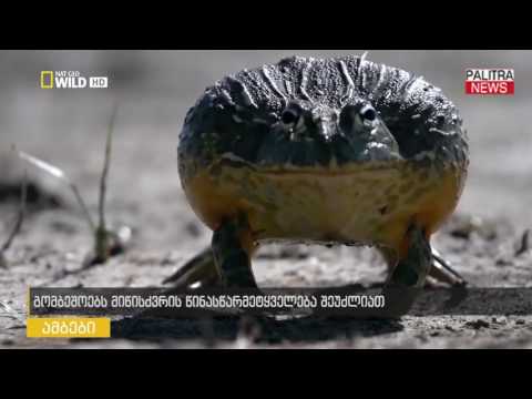 გომბეშოებს მიწისძვრის წინასწარმეტყველება შეუძლიათ