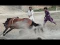 Wild horse training with mubashar tiwana beautifulhorses horses wildhorse training pakistan