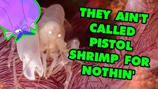 Pistol Shrimp Are One of the Loudest Animals in the World | Alien Ocean