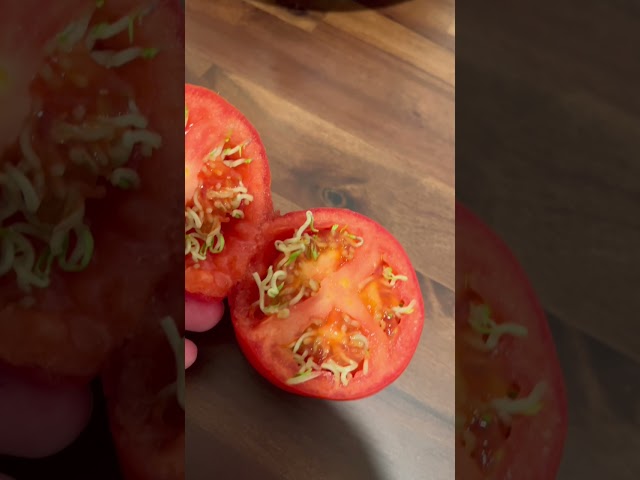 Worms in Tomato? How CRAZY is this!? 🤯🍅  #tomato #crazy #garden class=