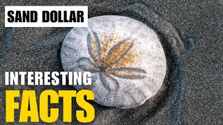 What Are the Most Interesting Facts About  Sand Dollar? | Interesting Facts | The Beast World What Is Sand Dollar