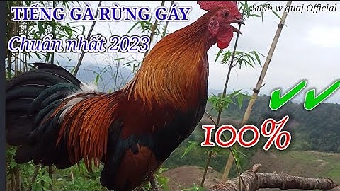 Tiếng gà rừng gáy chuẩn nhất 2023✔✔ || Suab qaib qus qua zoo tiag tiag dib tuaj 💯%✔✔♥♥