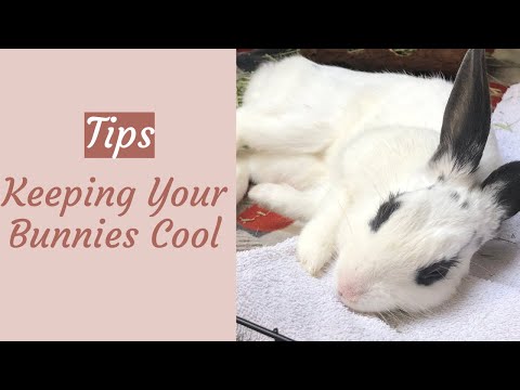 How to Keep Your Bunnies Cool During Those Hot Days