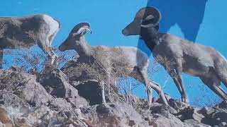 Boulder City Ram Cam 🐐 Hemenway Park, Boulder City NV #nature #coffecup #bouldercity #nevada