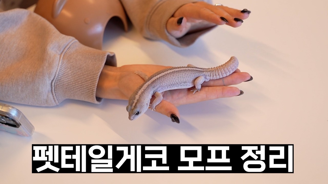 다양한 펫테일게코 모프와 종류 한번에 정리해드립니다!!