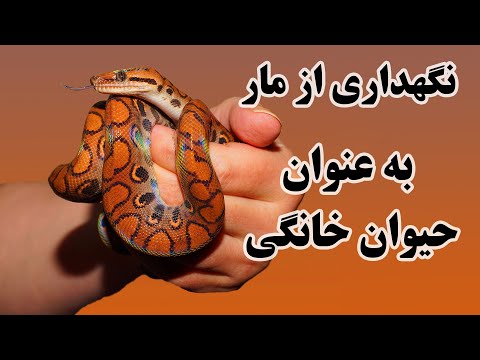 تصویری: نحوه نگهداری مار