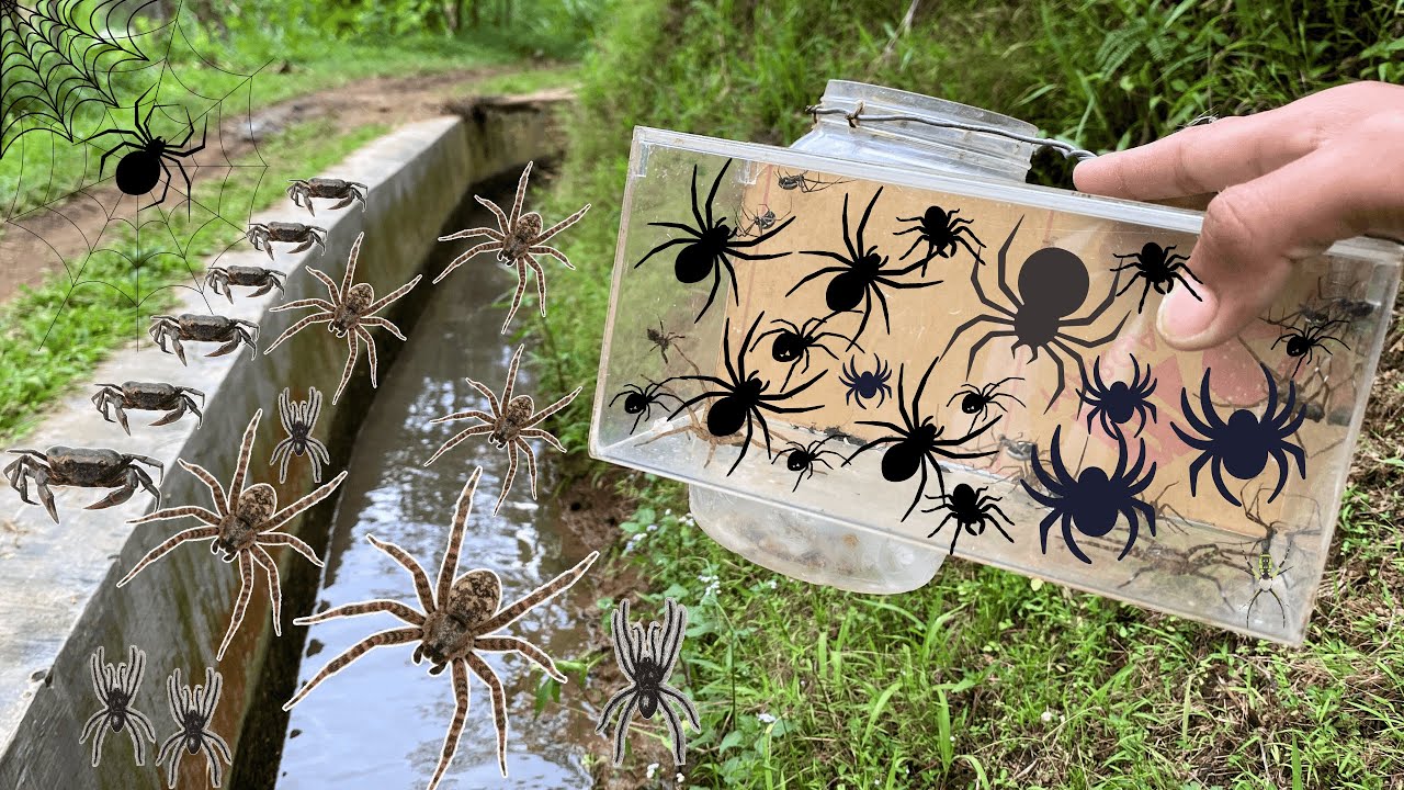 Hunting Top Water Spider In the River !! Fishing Spider, Jumping Spider, Arachnids