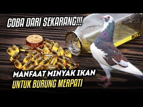 PEMULA HARUS TAHU!!! MANFAAT MINYAK IKAN UNTUK BURUNG MERPATI‼️