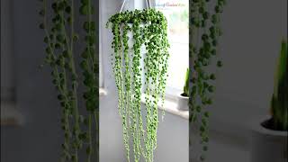 Best Low Light Indoor Hanging Plants #shorts #hangingplants