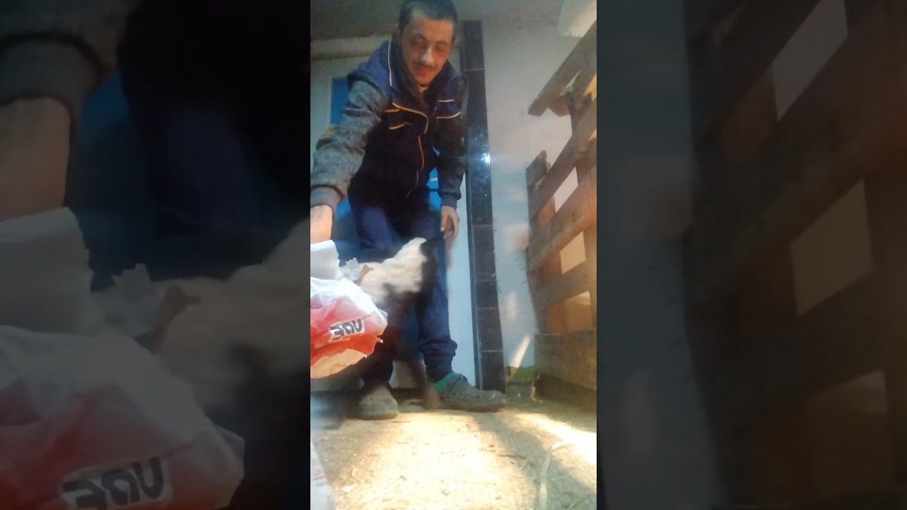 Ranjene mali janjadi 