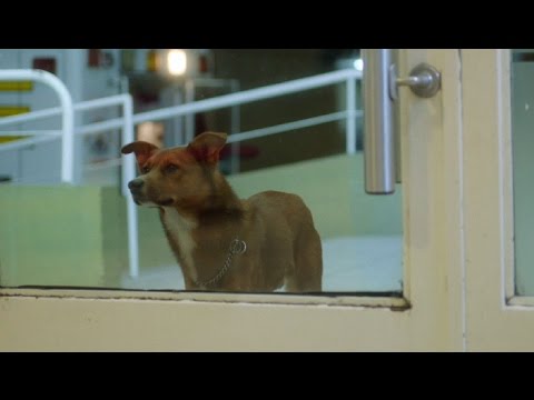 FUNDACION ARGENTINA DE TRASPLANTE HEPATICO "İnsan ve Köpek"