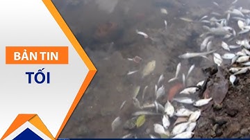 Huế: Cá chết quanh vùng nước màu vàng trên biển | VTC