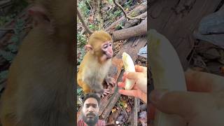 monkey helping video #shorts #viralreels