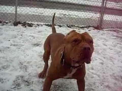 Rednose pitbull (apbt) - YouTube