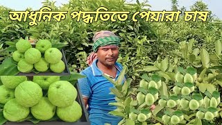 পেয়ারা চাষে সাফল্য অর্জন করেছে সাফিকুল ইসলাম, পেয়ারা গাছের যত্ন#পেয়ারা #পল্লী কৃষক সাথী