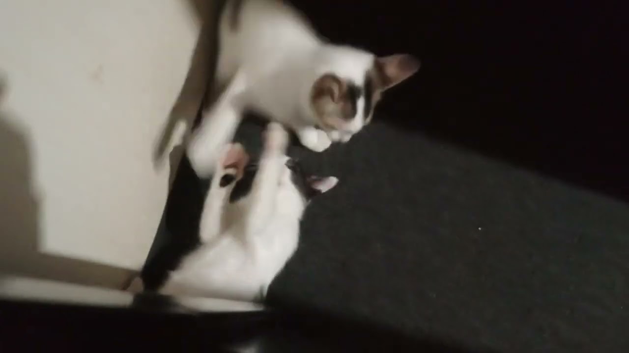 Two little kittens brothers practice for fighting 
