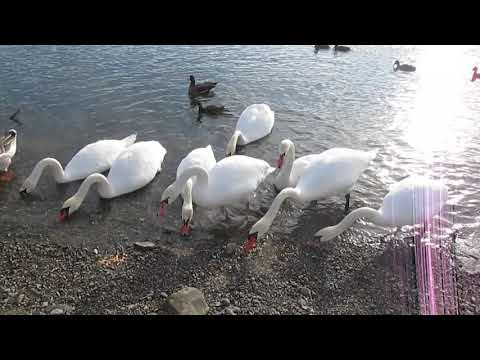 Video: Ako Chrániť Vtáky