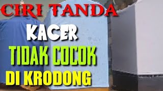 CIRI TANDA KACER TIDAK COCOK DI KRODONG HARIANYA screenshot 4