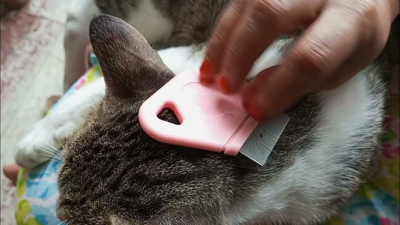 Cat fleas Removal with comb hundred fleas of comb flea fleasremove
