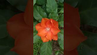Beautiful Orange Wax Flower's n its plant n tips