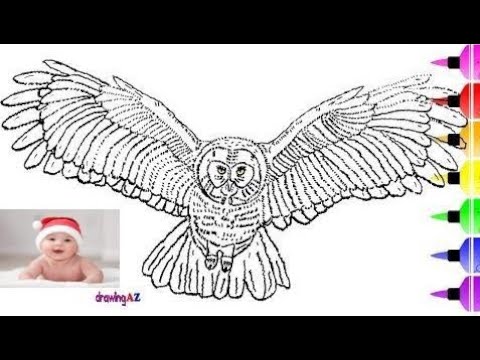 how to draw an owl and owl coloring page for kids shark coloring pages for children part 173
