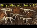 Dinosaur bones found 9 | Archelon, Einiosaurus, Jinzhousaurus, Megalosaurus, Piatnitzkysaurus | 공룡 뼈