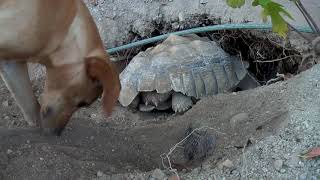 Tortoise &amp; Dog dig there way out of Quarantine! A tale of Hope.