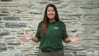 ASK THE ZOO: “Do grizzly bears sleep all winter? How do they eat?” @MarylandZooTV