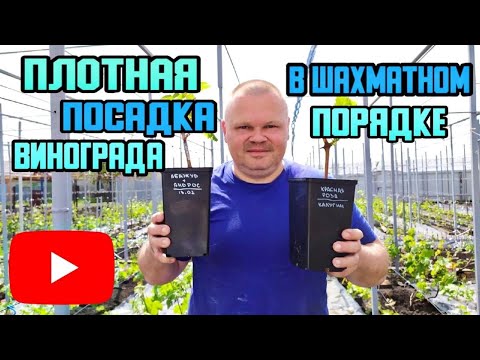 Плотная посадка саженцев винограда в шахматном порядке.