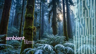 Calming Ambience :: Wander The Twilight Realm of a Dreamlike Forest [ ASMR ] by Ambient Films ::::::: 205 views 3 weeks ago 39 minutes