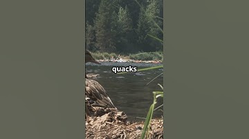 Do Ducks’ Quacks Really Have No Echo  🦆🔊