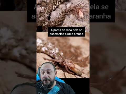 Vídeo: O que significa a cobra comendo o rabo?