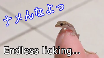 Download ヤモリ 赤ちゃん Mp4 Mp3 Download ヤモリ 赤ちゃん Mp4 Mp3