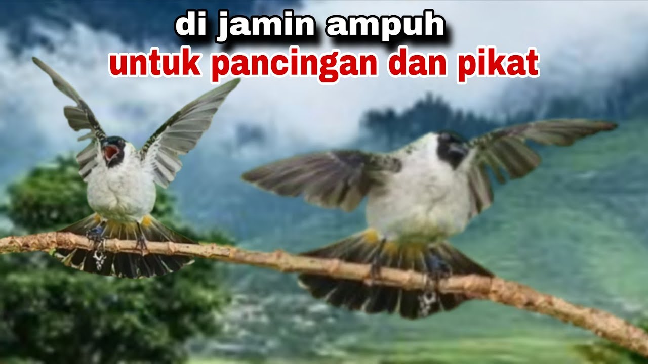 Suara Burung Kutilang Gacor Ampuh Pancingan Dan Pikat (terbaru 2026)
