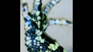 microscope view of lizard's scales #scales and stuff