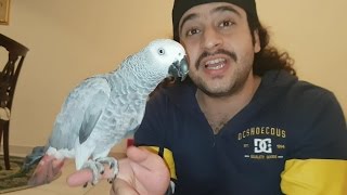 Lovely African parrot
