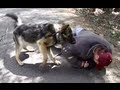 Training Personal Protection Dogs for Takedowns, 0-60, and Muzzle Attacks Training Personal Protection Dogs for Takedowns, 0-60, and Muzzle Attacks