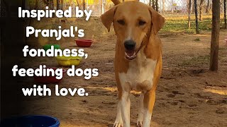 FRIEND SPONSORS FULLDAY MEALS AT VOSD TO CELEBRATE PRANJAL'S LOVE FOR DOGS