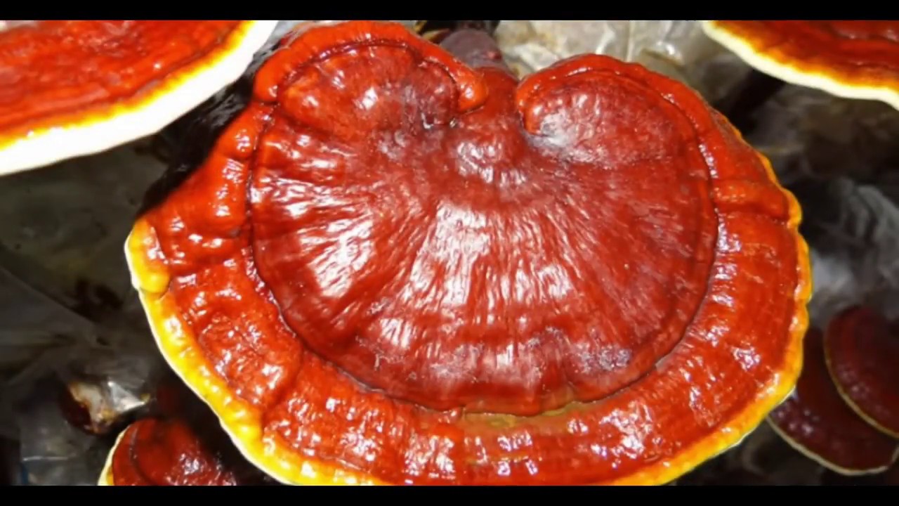 Success By Health Ganoderma - YouTube