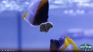 Easy Reefs Masstick Fish Food - Product Showcase