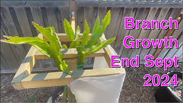 Dragons End of Sept: Secondary Branches FIlling Out